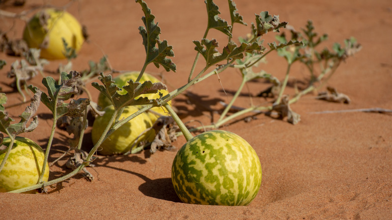 citron fruits growing in desert