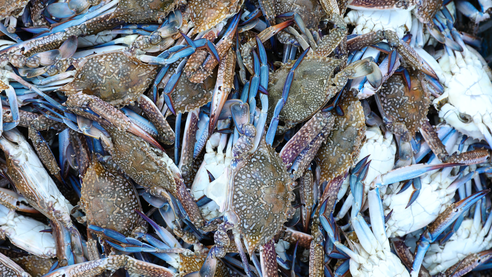 Why We'll Face A Crab Shortage In 2022, According To An Expert