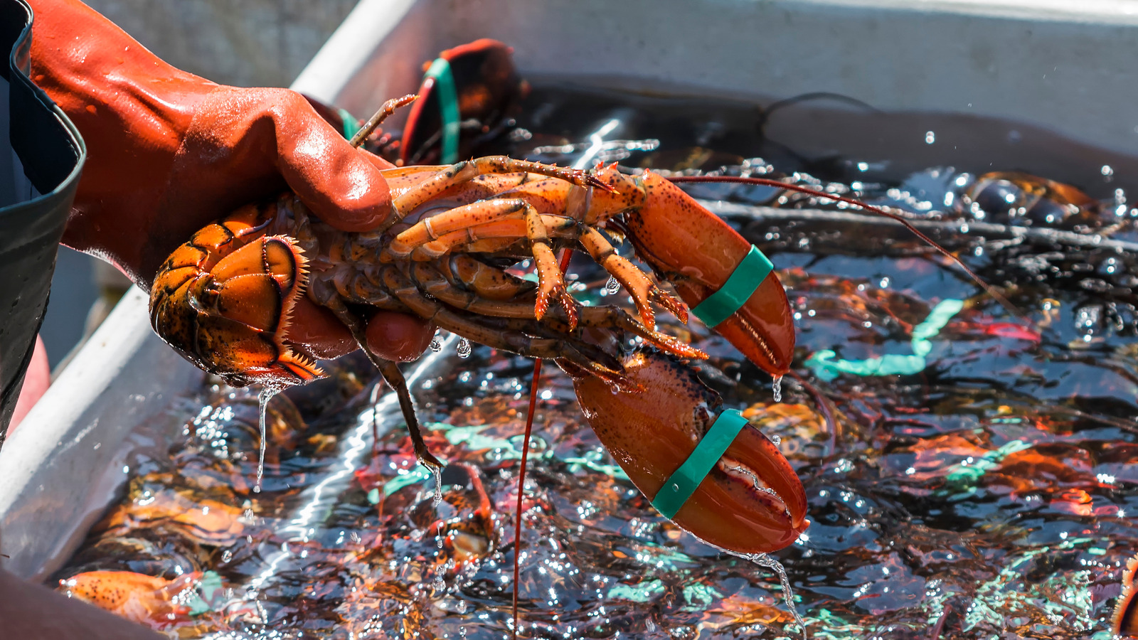 Why Whole Foods Is Pausing Its Sale Of Maine Lobsters