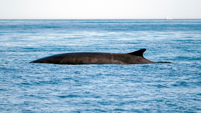 whale in the Gulf of Maine