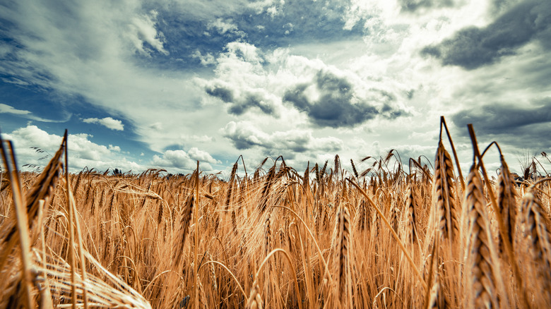 Wheat and cloudy sky