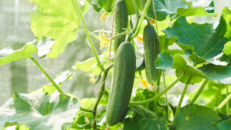 Cucumber on vine