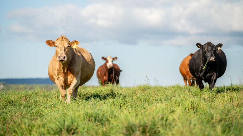 Cows grazing on a field