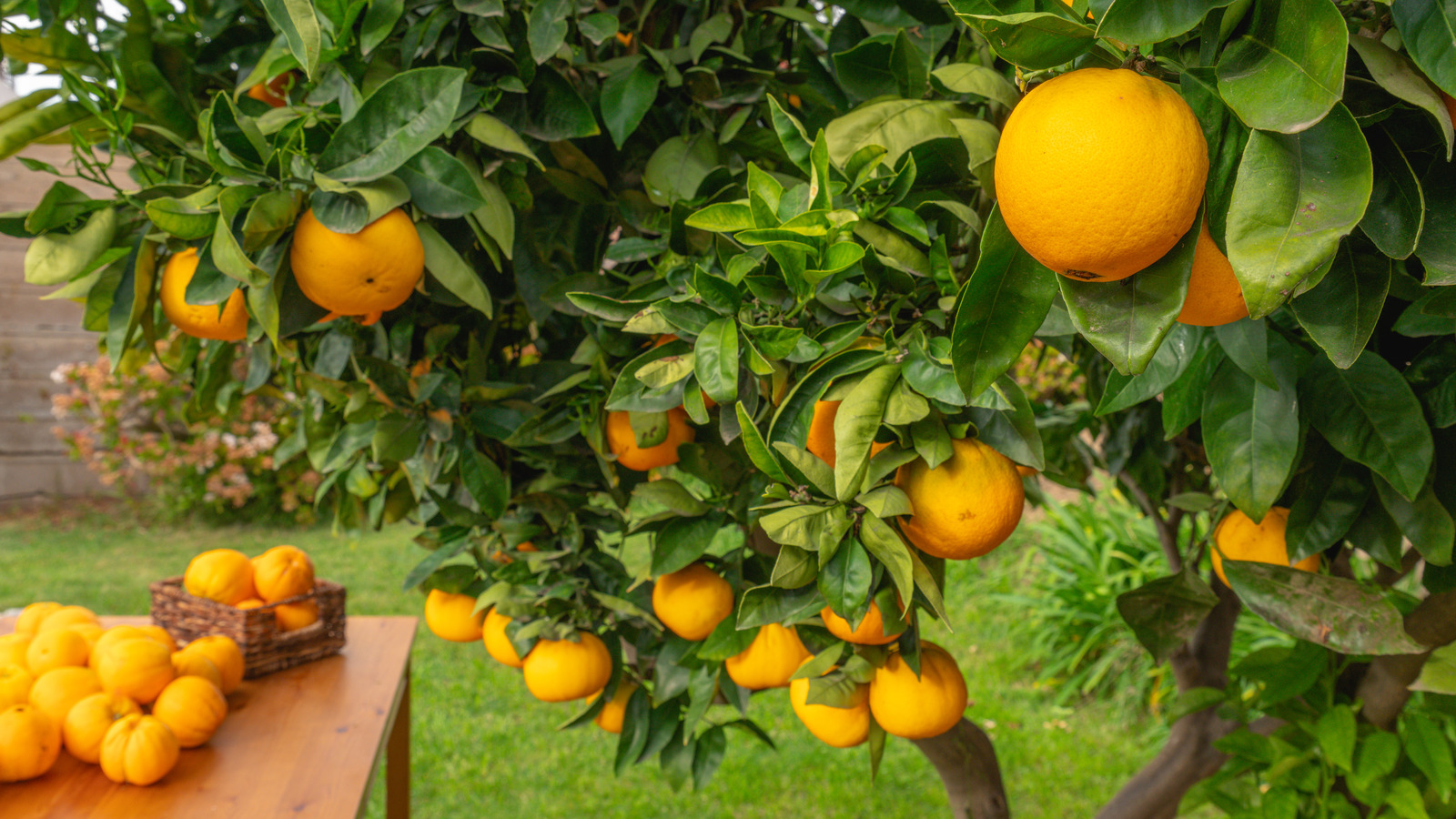 Why You Probably Shouldn't Purchase Unripe Oranges