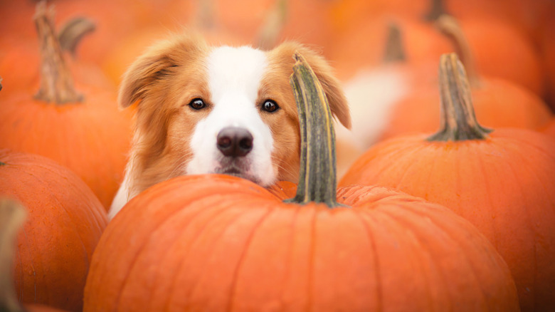 Dog hiding among pumpkins 