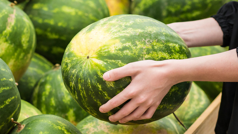 Hands holding a watermelon