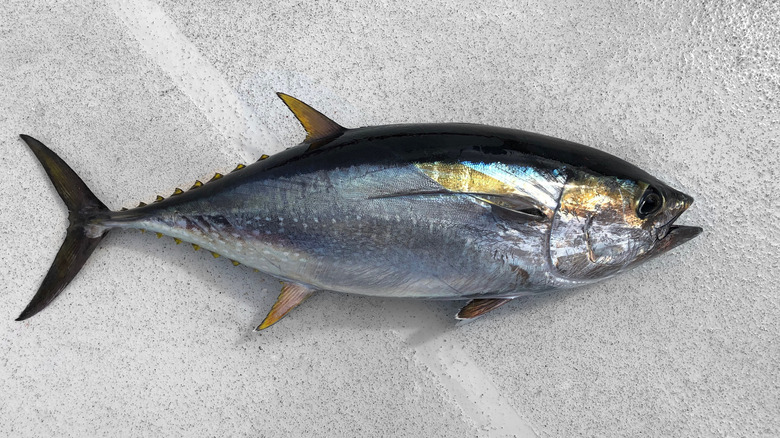 Yellowfin tuna