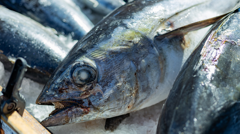 Tuna at market 