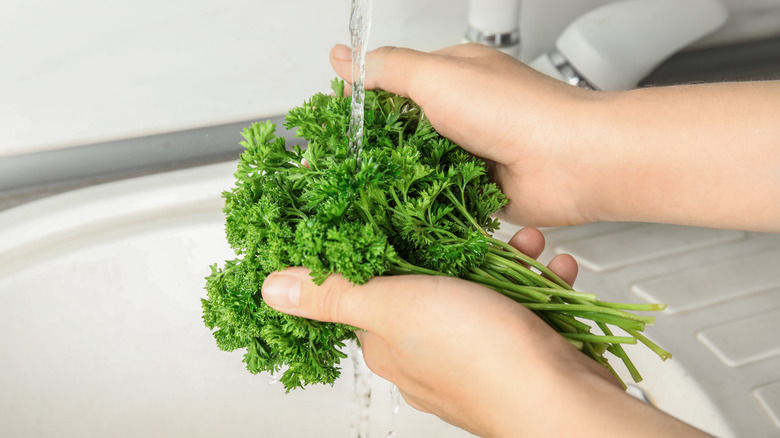 Parsley being washed