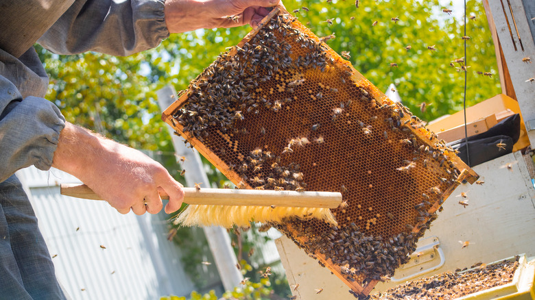 beekeper sweeping honeycombs