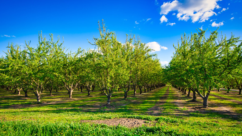 California almond orchards 