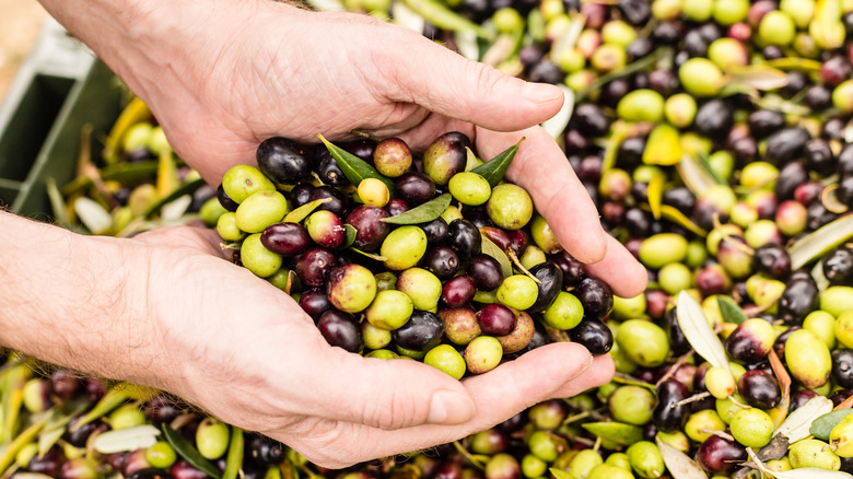 freshly harvested olives