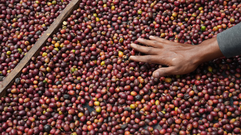 drying coffee beans