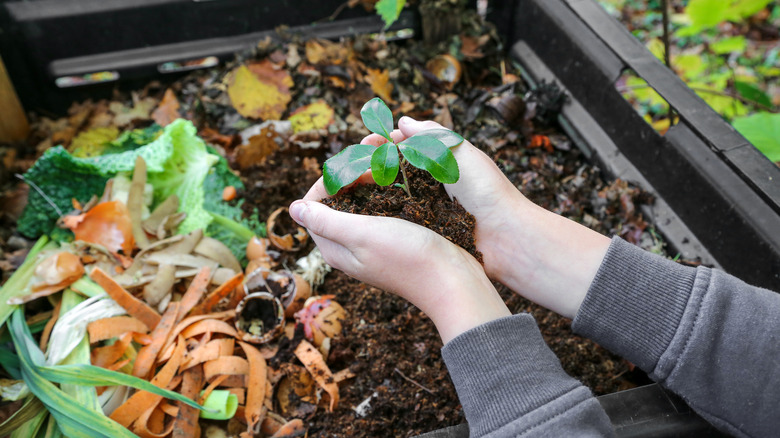 Rummaging in compost