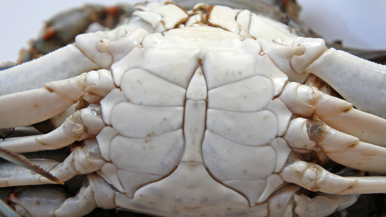 chitinous apron of blue crab