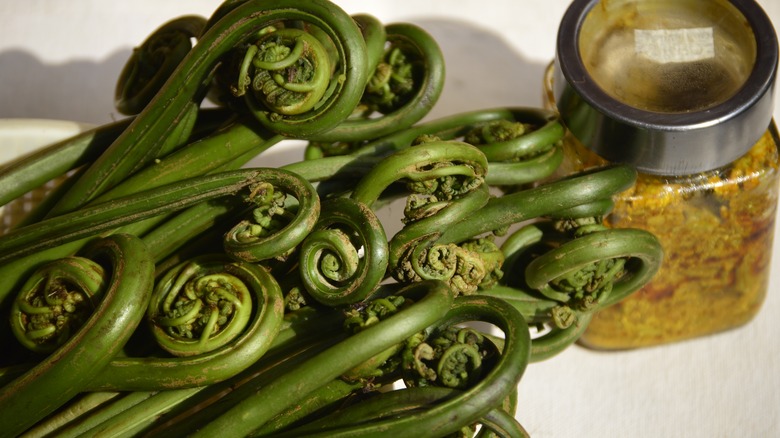 Fiddlehead ferns