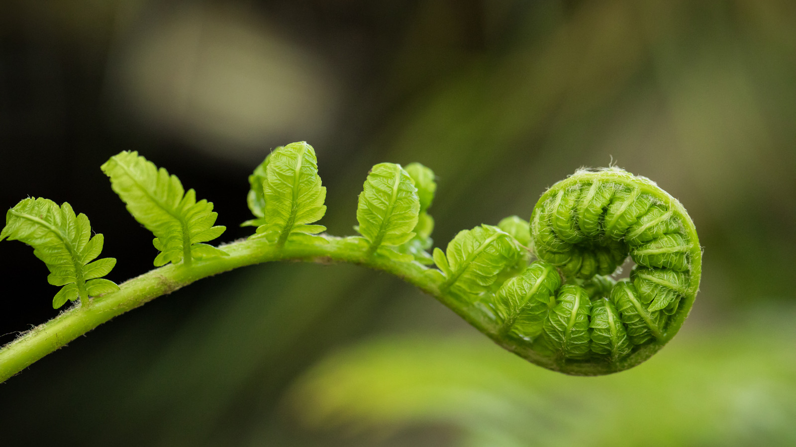 Fiddlehead