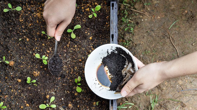 Used coffee grounds in garden