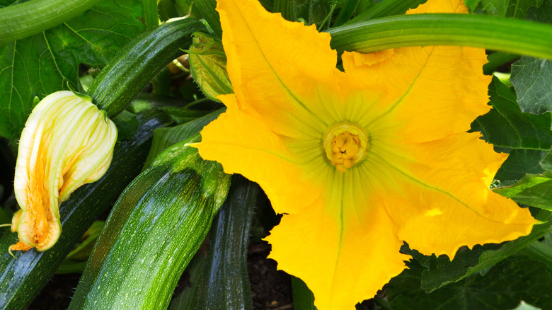 zucchini flower 