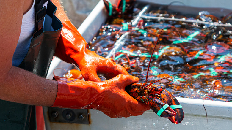 live lobster fisherman