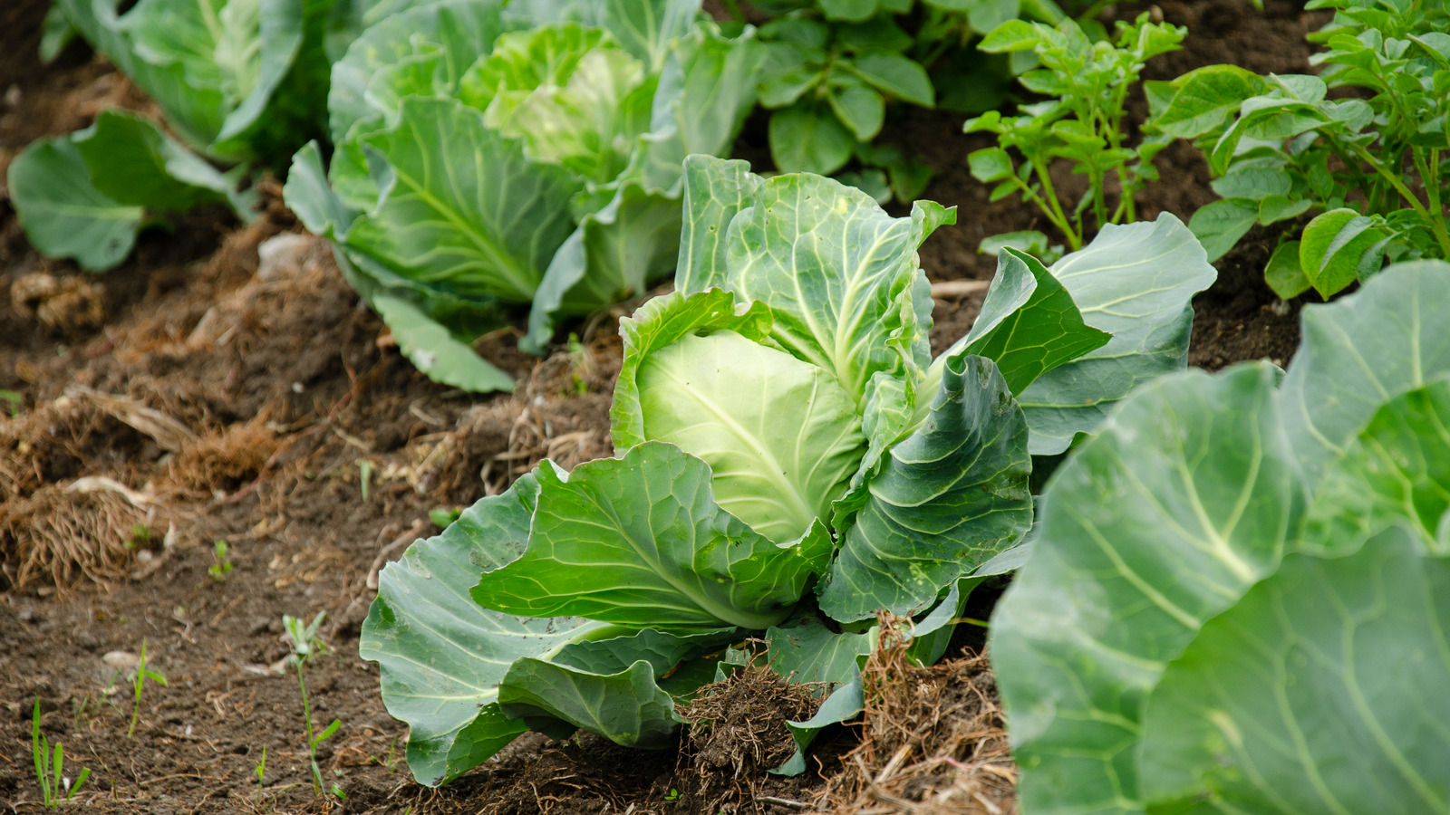 Why You Should Start Grilling Cabbage, According To Michael Symon 