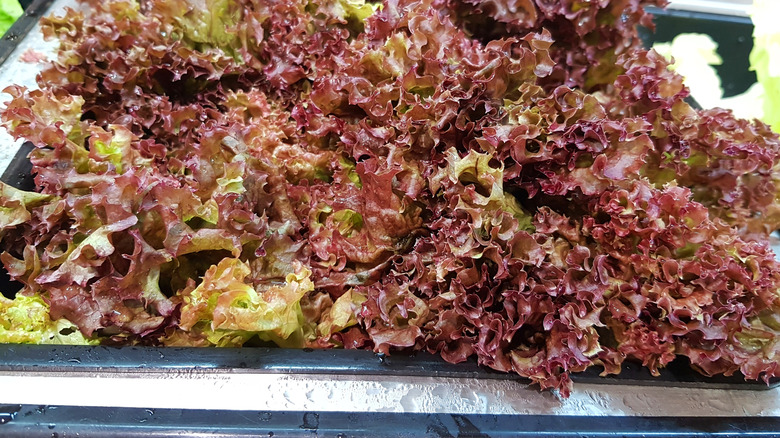 Misted lettuce