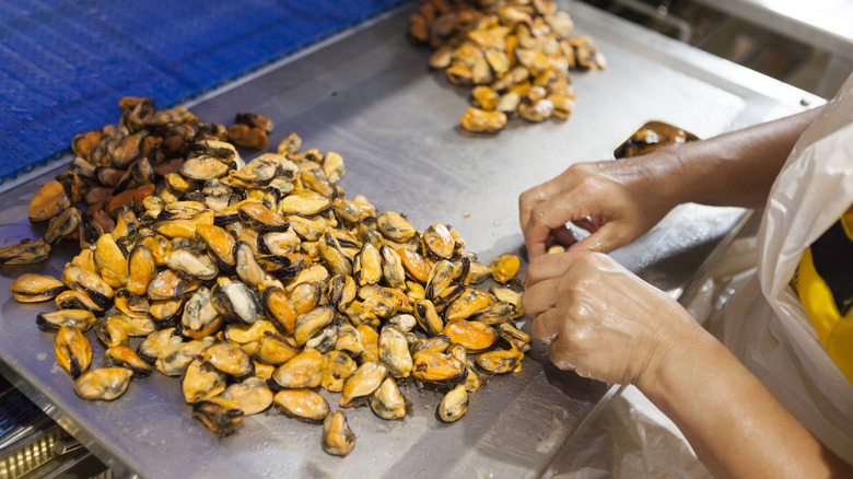 packing Spanish canned mussels