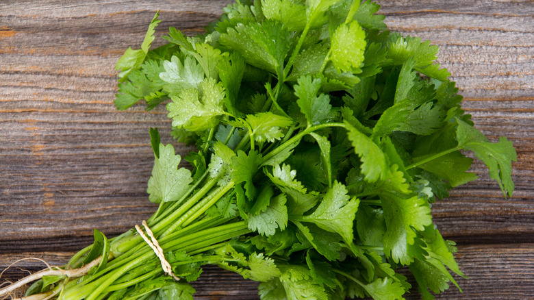 Cilantro bundle wrapped in band