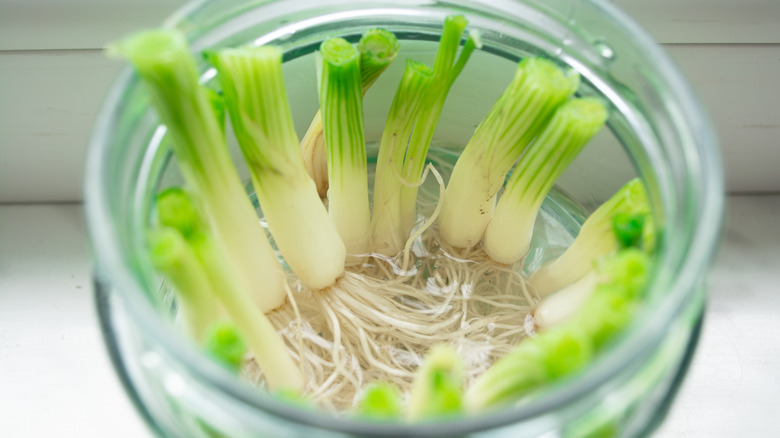 Cut scallions in a jar