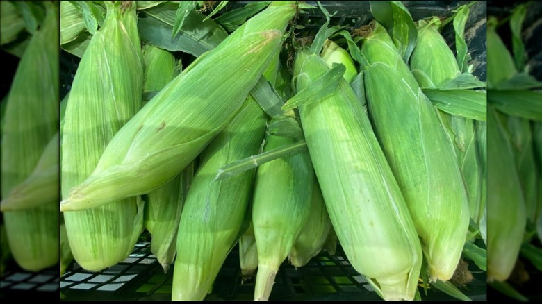 Corn in husks 