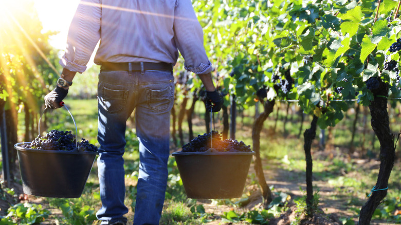 Pinot noir vineyard