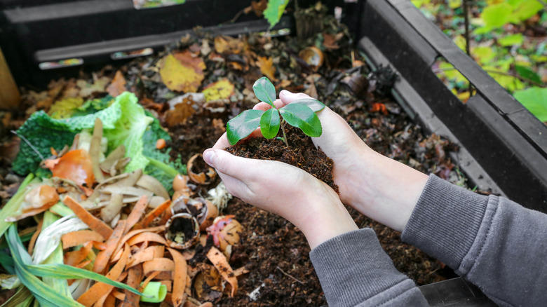 plant sprouting in compost bin