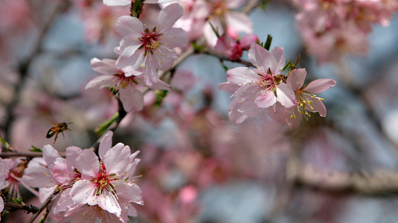 Almond flowers