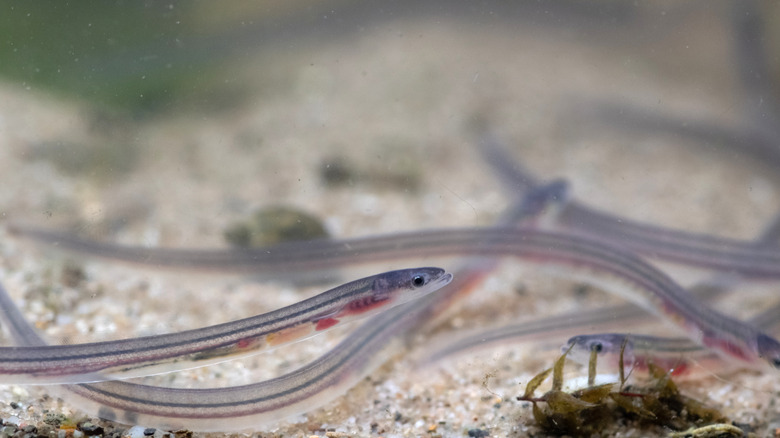 Glass eels