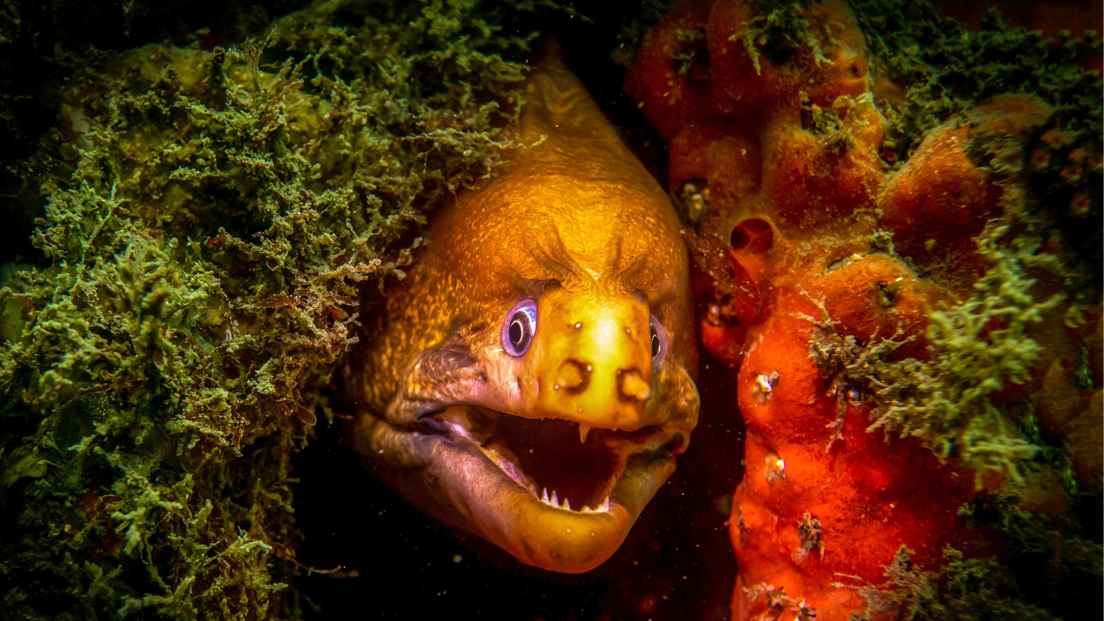 Why Your American Eels Probably Grew Up In China