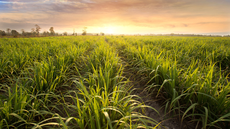 Field of sugar cane