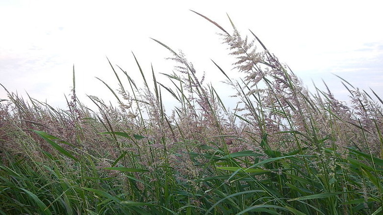 field of wild rice plants