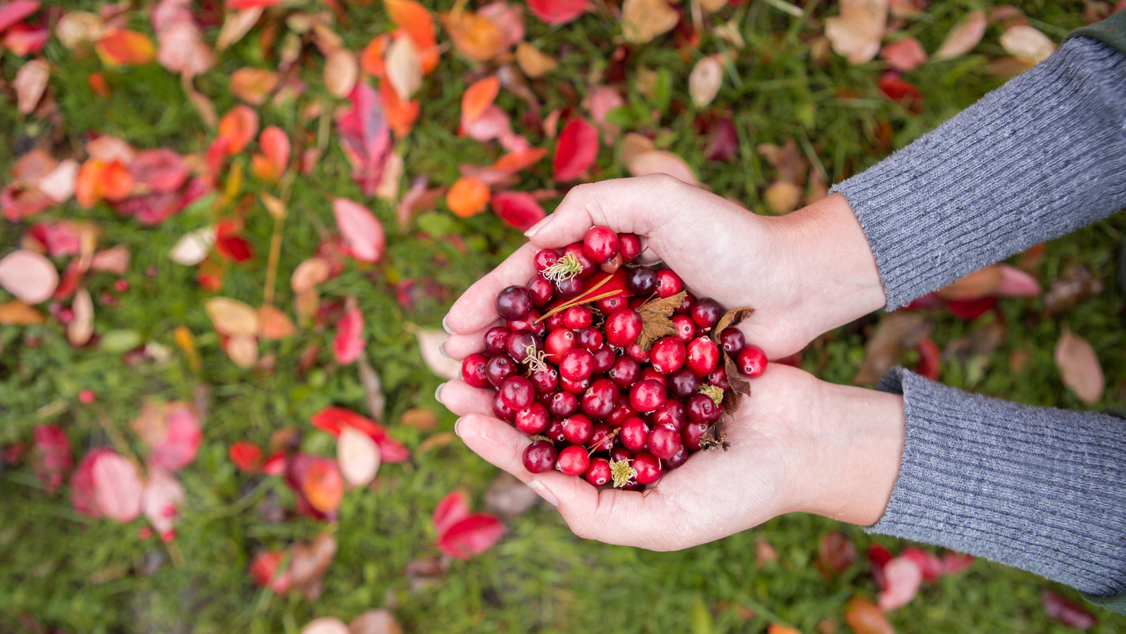 Will There Be A Cranberry Shortage For Thanksgiving 2022?