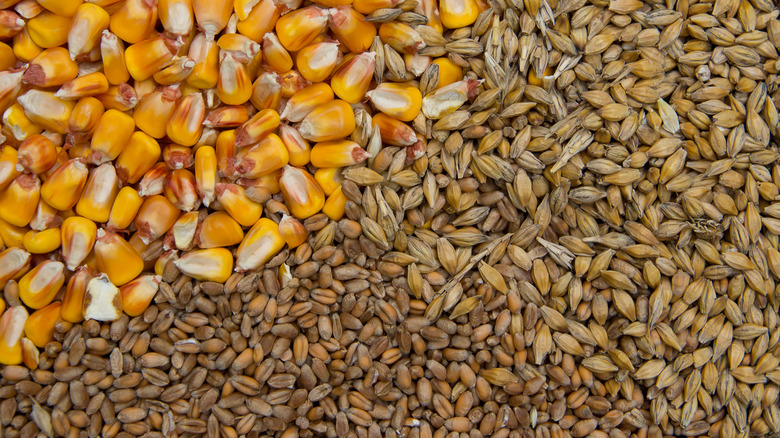 corn wheat and barley