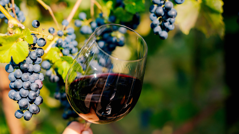 A glass of red wine held in front of ripe grapevines