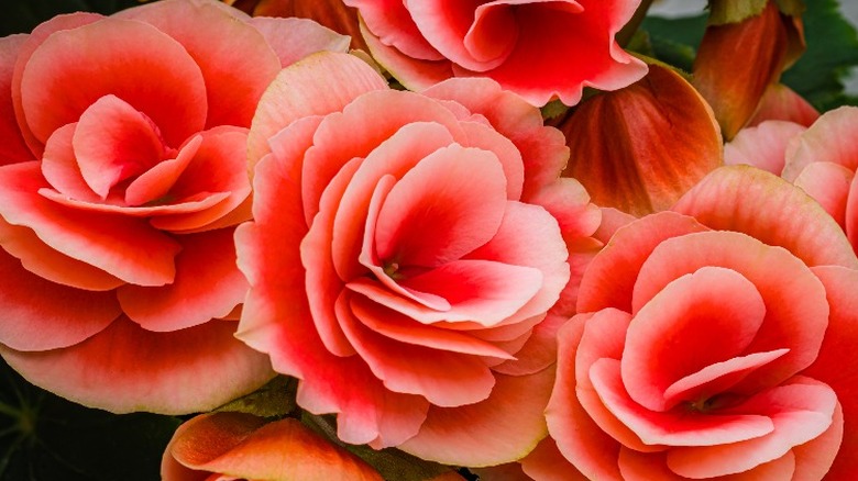 A bundle of red begonias