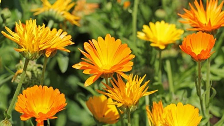 Orange calendulas growing from ground