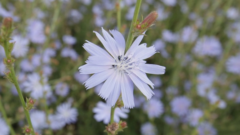 Pale purple chicory flowers