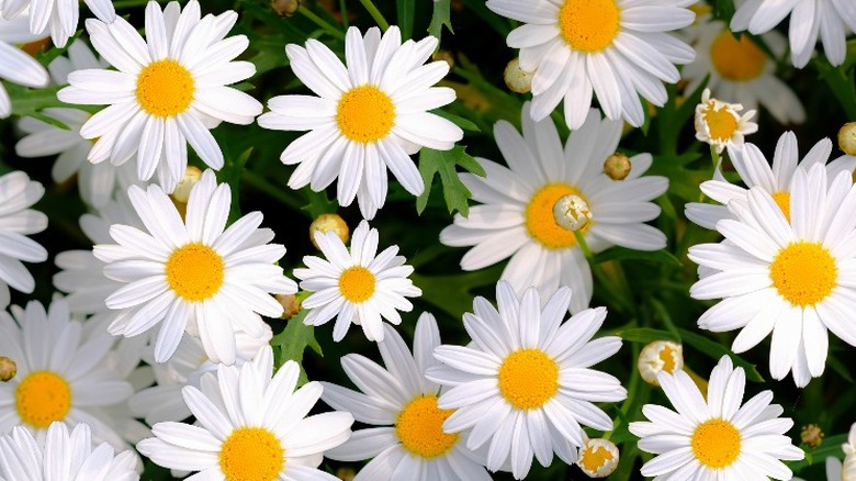 Daisies growing in greens