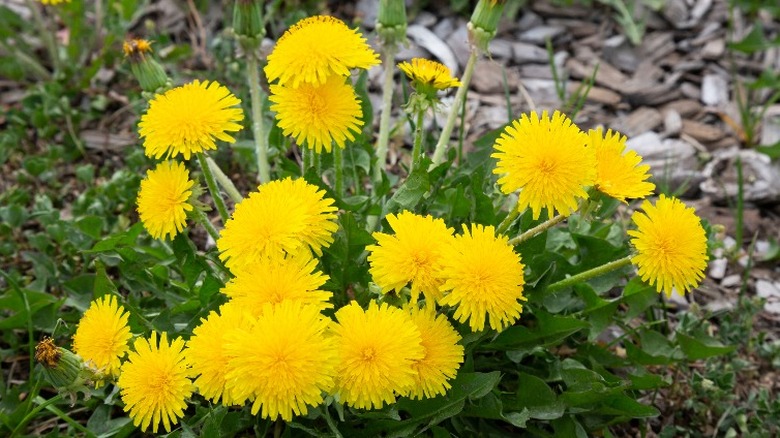 Yellow dandelions growing from ground