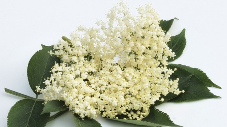 Elderflowers with green leaves 