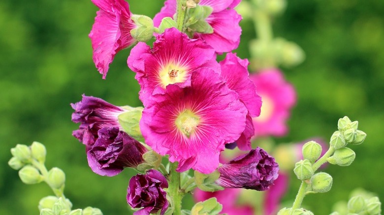 Pink and purple hollyhocks