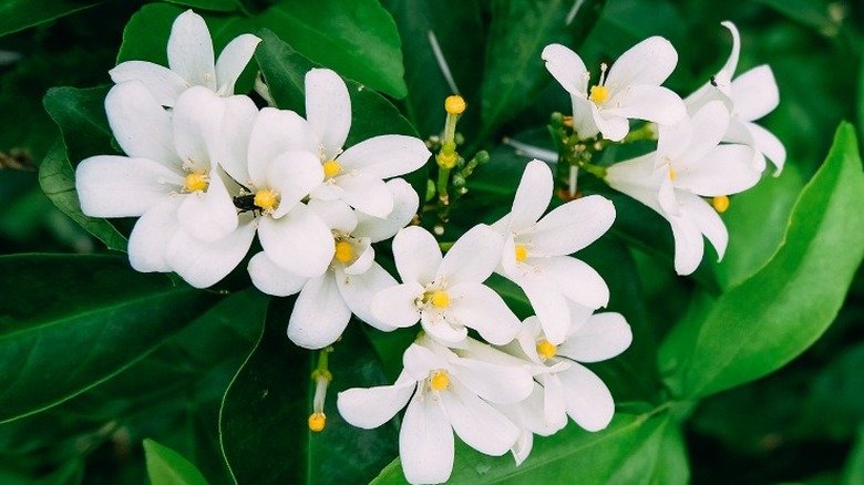 Jasmine flowers growing amid leaves