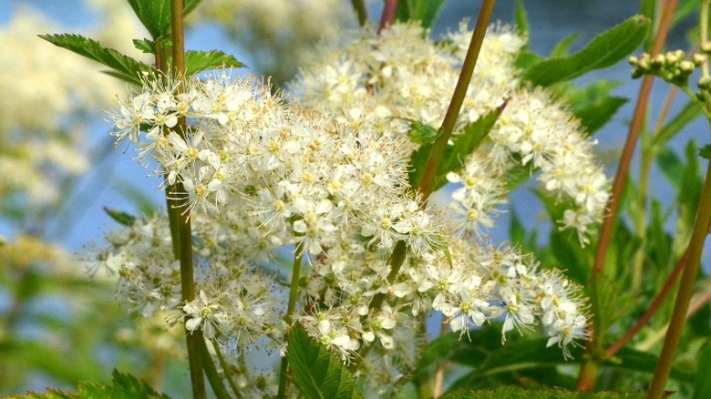 meadowsweet flowers with water behind