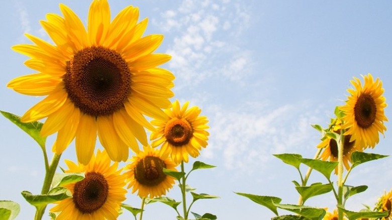 sunflowers under cloudy blue sky